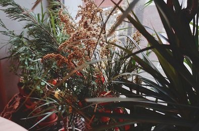 indoor plants