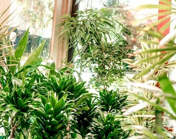 Indoor Plants