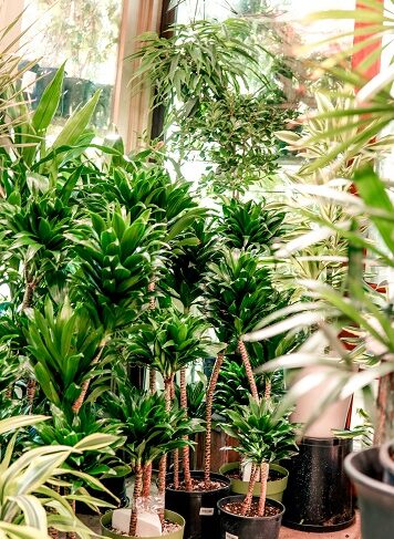 Indoor Plants