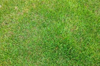 lawn care tips