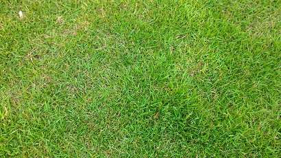 lawn care tips