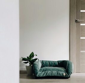 pet-friendly home