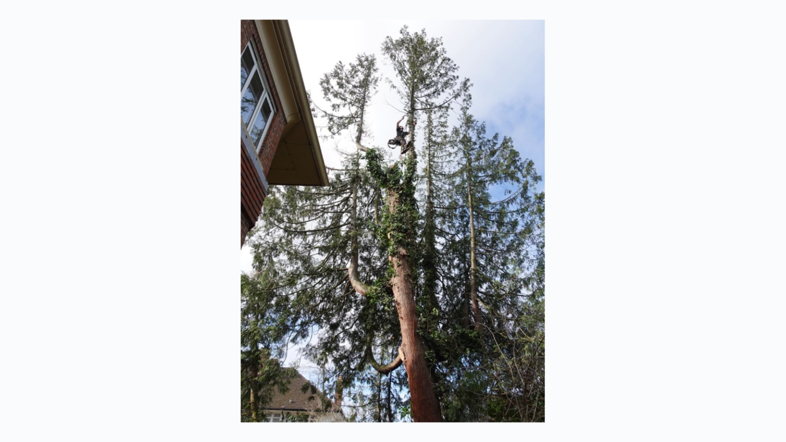 A tall garden tree undergoing planned crown work in a residential setting. Image sourced from the Kettlewell Tree Care website.