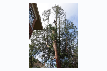 A tall garden tree undergoing planned crown work in a residential setting. Image sourced from the Kettlewell Tree Care website.