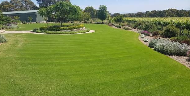 What to Consider Before Choosing a Couch Lawn
