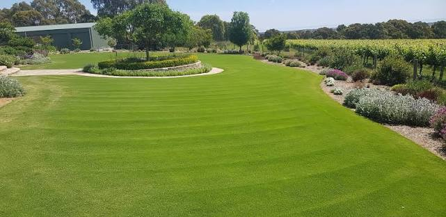 What to Consider Before Choosing a Couch Lawn